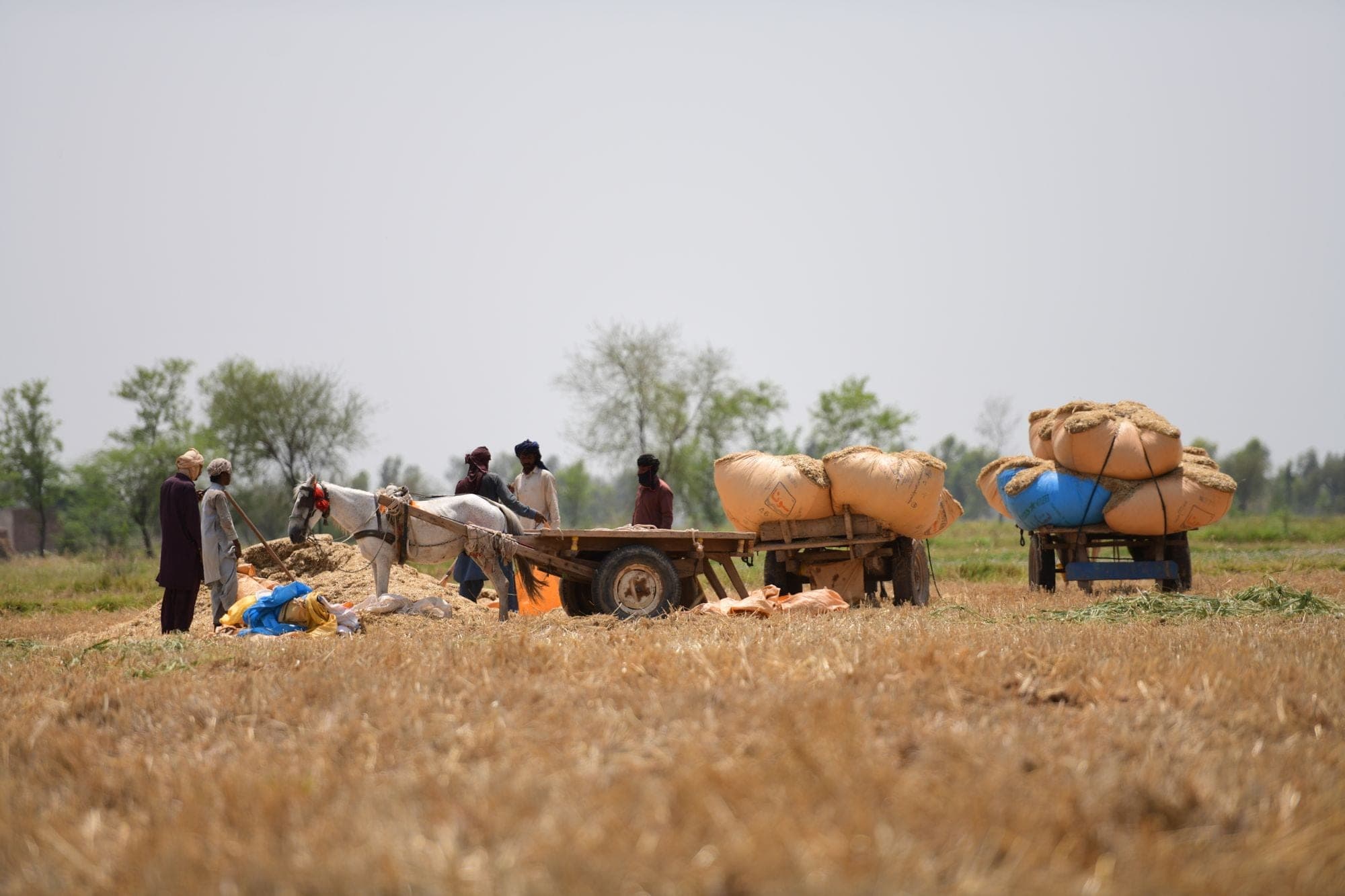 Farmers loading harvested wheat onto horse-drawn carts in a sunlit field